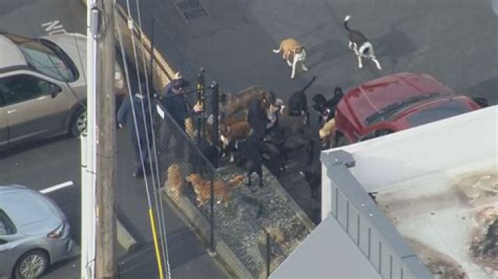 115 dogs rescued when their doggy daycare caught fire