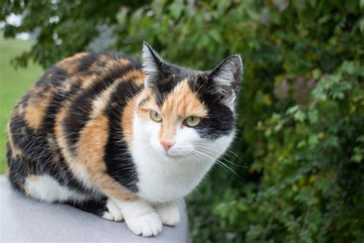12 Breeds of Calico Cats (With Pictures) | PangoVet