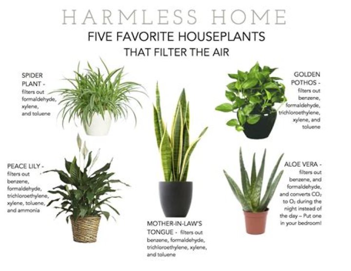 13 great house plants to improve the air quality in your home, according to science