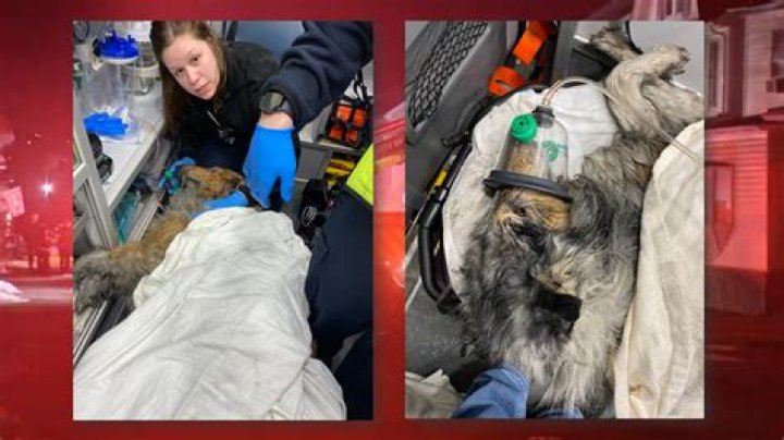 2 dogs resuscitated, recovering after being pulled from Altoona fire that killed man
