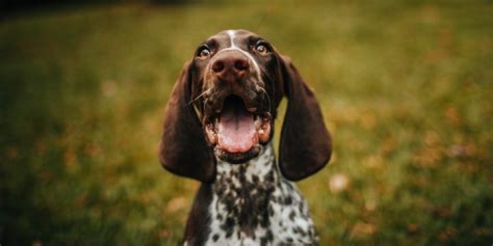 7 Must-Have iPhone Apps for All Dog Owners
