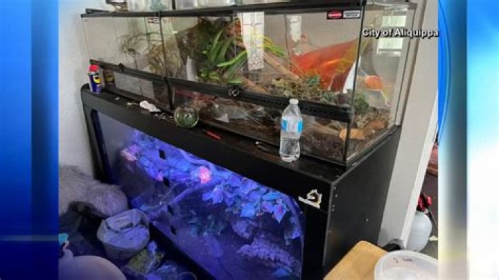 911 call leads to discovery of dead man, over 100 reptiles inside PA home