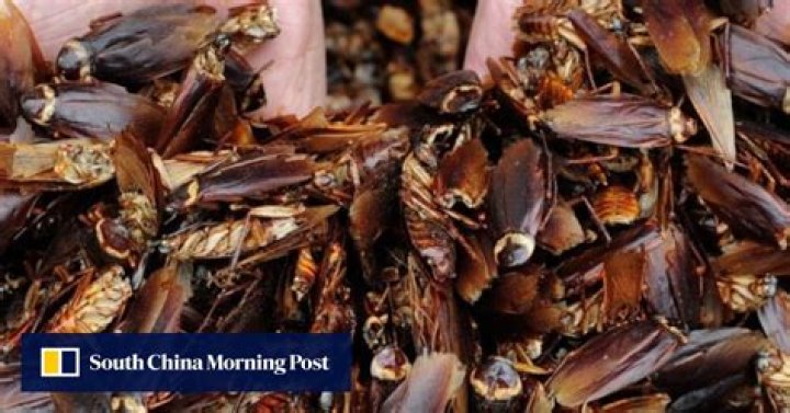 A giant indoor farm in China is breeding 6 billion cockroaches a year. Here's why