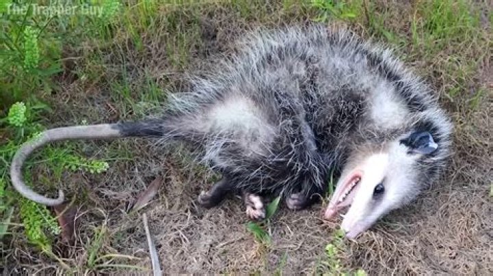 	A POT OF POSSUM, A CUP OF COOTER …	