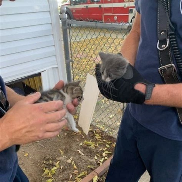 Abandoned kittens rescued from a Sandy home