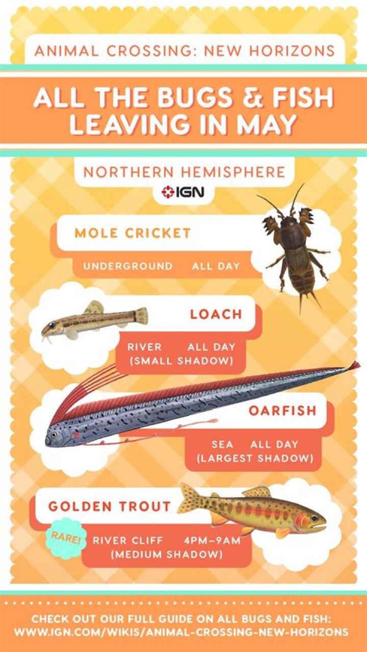 Animal Crossing New Horizons: All New Bugs & Fish in May