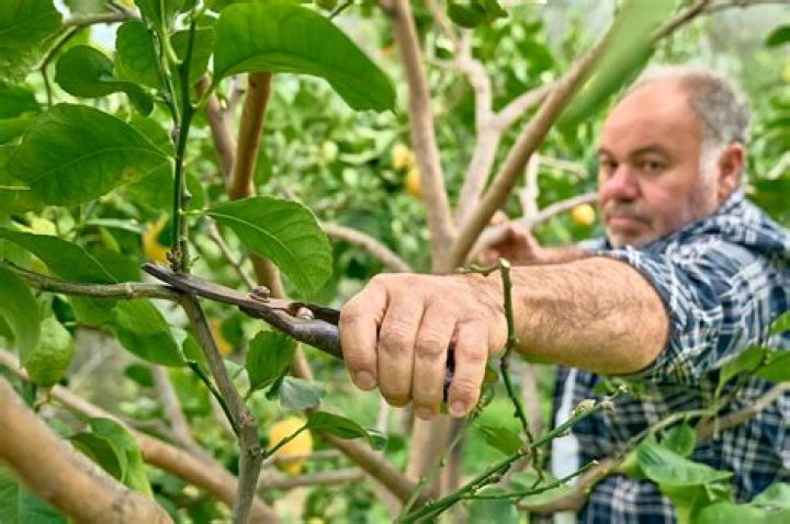 	ARBOR AWARENESS SPECIALISTS TEACH MUNICIPAL WORKERS IN DELRAY BEACH THE TECHNIQUES OF TRIMMING, PRUNING AND CARING FOR TREES.	
