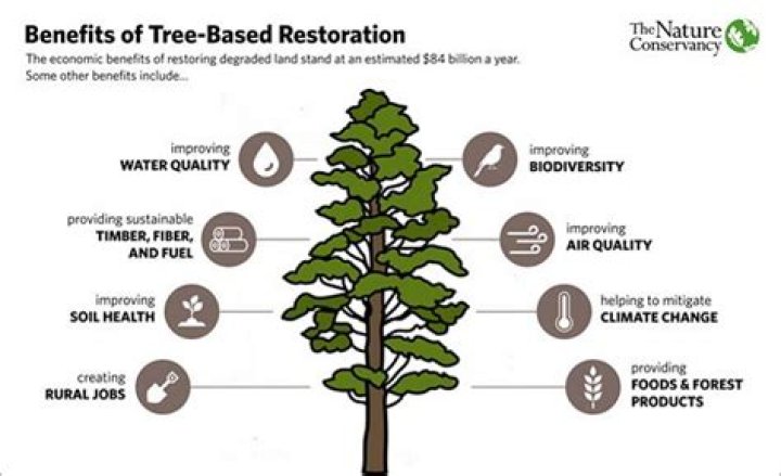 Arizona company restoring forests while creating wood products for industries