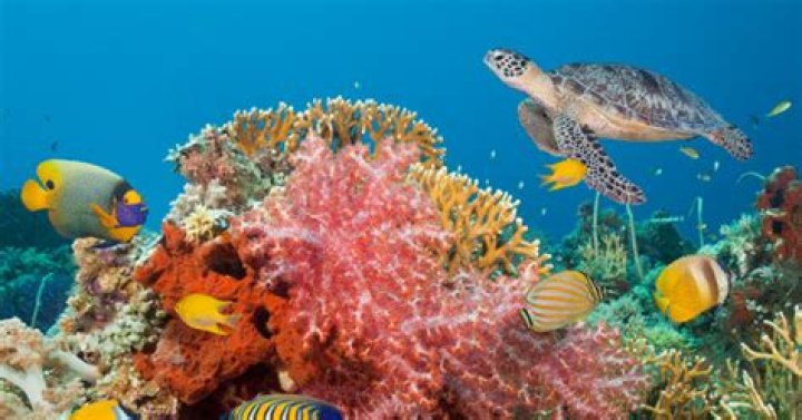 	Art and science unite – with help from some mermaids – to save the ocean one reef at a time	