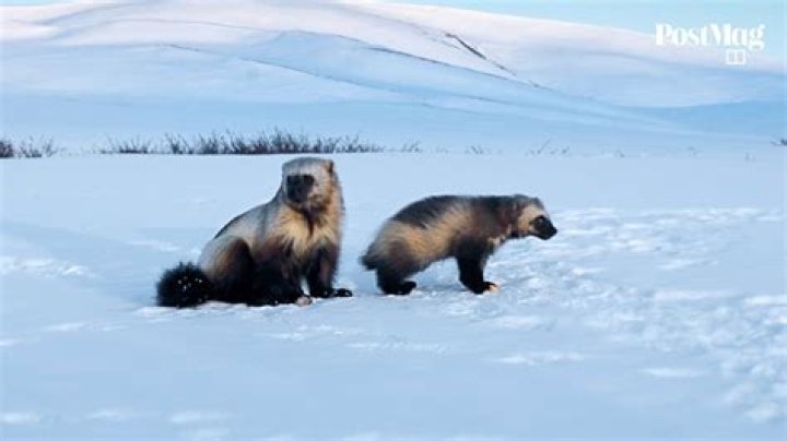 BBC Earth’s Mammals: David Attenborough on our wild relatives, from otters to wolverines, and how we affect their lives