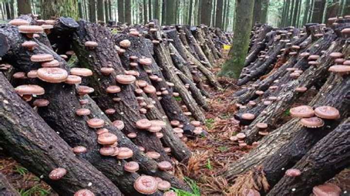 	Be cautious when picking mushrooms	