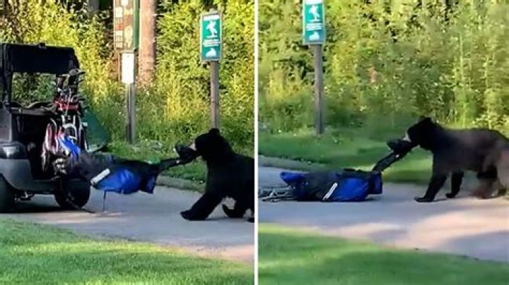 Bear steals man's golf bag at Canadian course