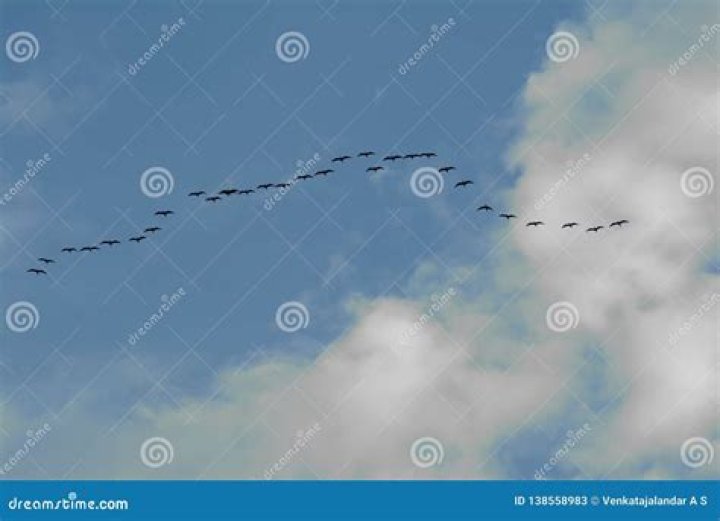 Birds of a Feather Flock Together, 'Migration' Is Flying Onto Peacock