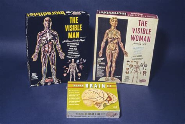 Birth of the Visible Man