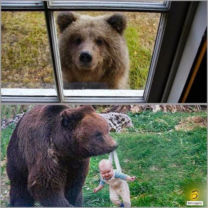 Capturing The Cutest Moments: The Fascination With Bear Cubs Selfies