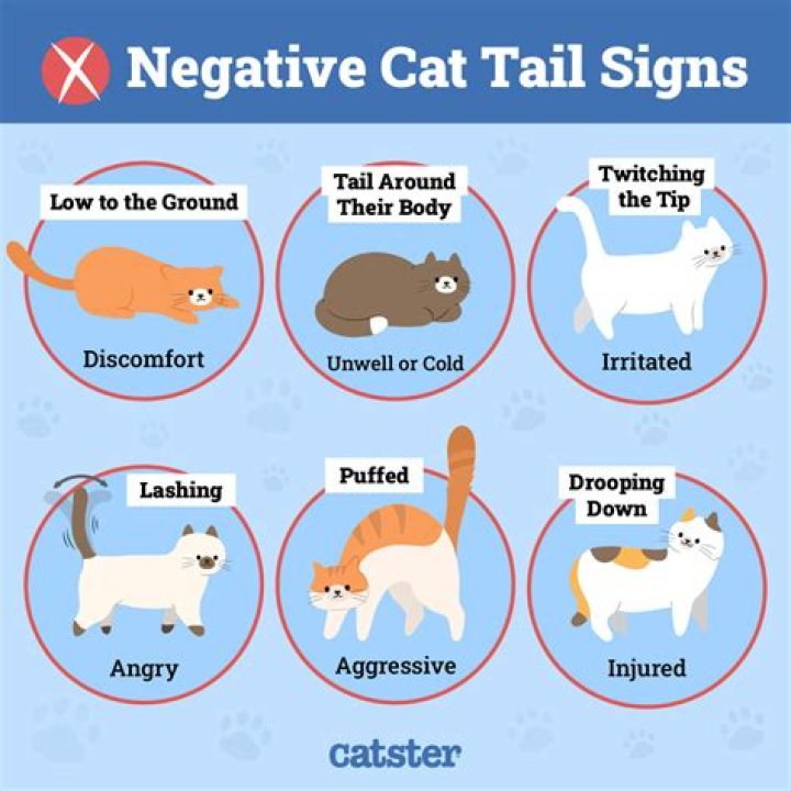 Cats Fighting All of a Sudden? 6 Possible Reasons Why | PangoVet