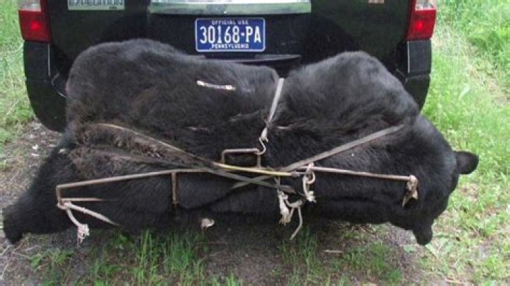 Centre Co. man charged for shooting black bear on his property; animal later euthanized