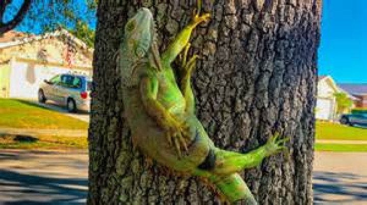 	Chewing dead iguanas may be making dogs sick	