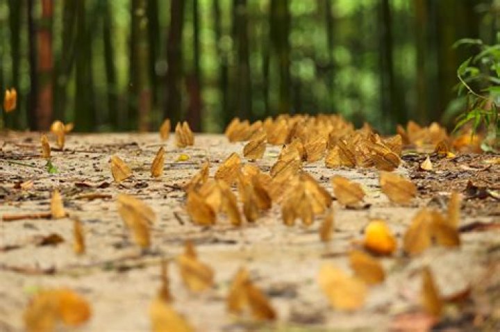 China’s rare ‘butterfly explosion’ at risk from ‘crazy’ tourism, ecologist warns