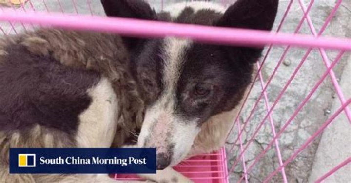 Chinese authorities bust operations that were skinning dogs