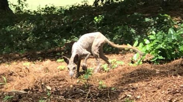 Chupacabra in the Carolinas? Or a coyote with mange? We asked an expert.
