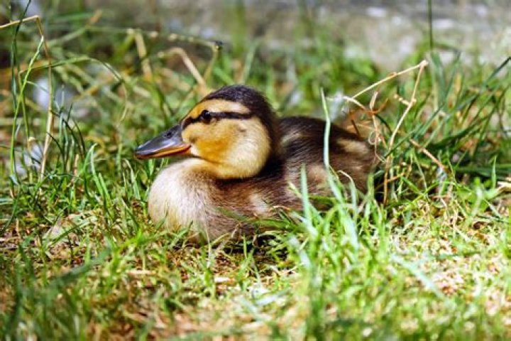 Cute Ducks: The Adorable Waterfowl That Captivate Hearts