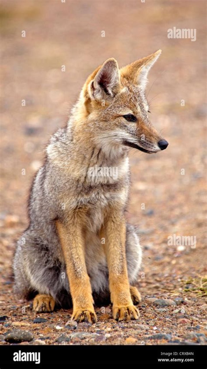 Der graue Fuchs von Istanbul