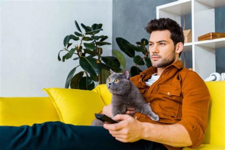 Discover The Best Cat Movies In HD: A Purr-fect Guide