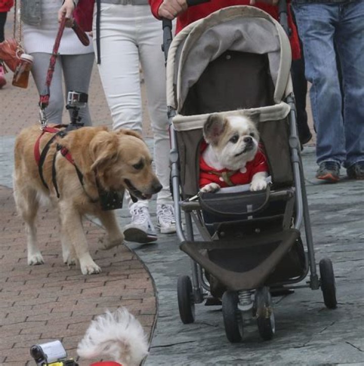 Do Hong Kong dogs really need boots, jumpers, strollers? Vets give their opinion on accessories