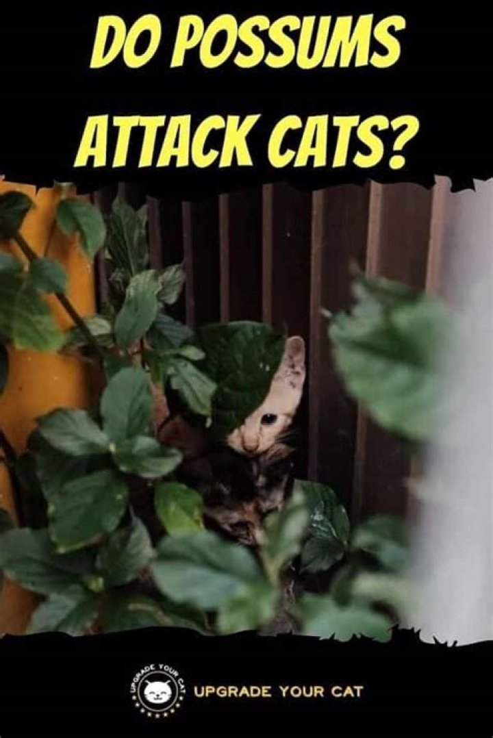 Do Possums Attack and Eat Cats? Facts & Tips to Deter Them | PangoVet