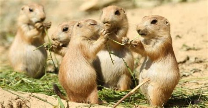 Do Prairie Dogs Make Good Pets? Important Facts | PangoVet