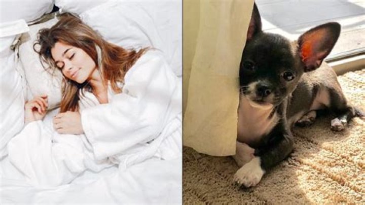 Dog caught licking sleeping streamer's butt during broadcast