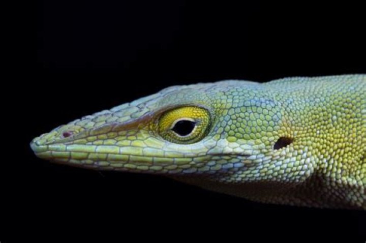 
Environment |	How South Florida lizards are helping to reshape Darwin’s theory of evolution	