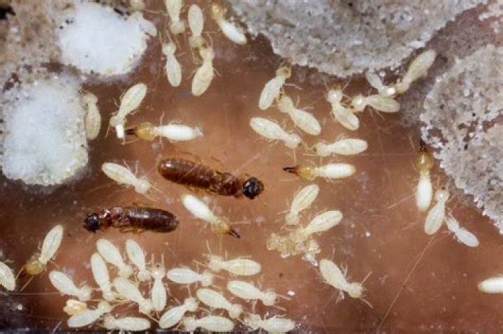 
Environment |	Invasive termites become growing threat to Florida. What to know as swarm season approaches.	