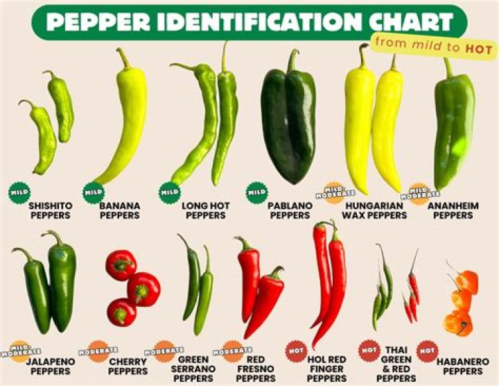 Exploring The Relationships Of Red Hot Chili Peppers: A Deep Dive Into Their Girlfriends