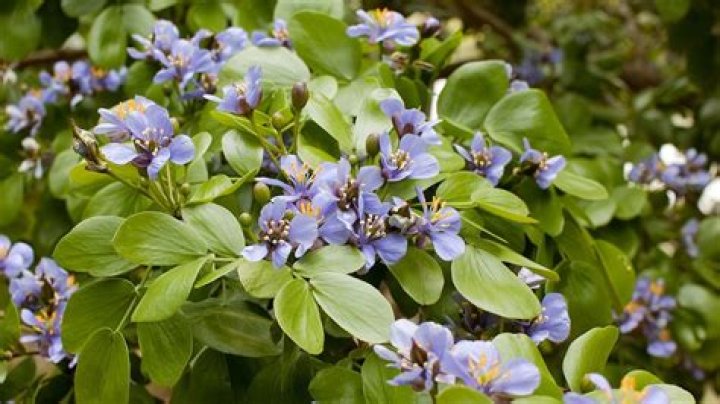 	Fairchild’s Tropical Garden Column: This tree is surprisingly easy to grow	