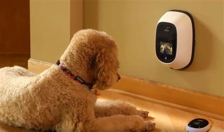 Finding The Perfect Companion: The Best Dog Camera For Pet Lovers