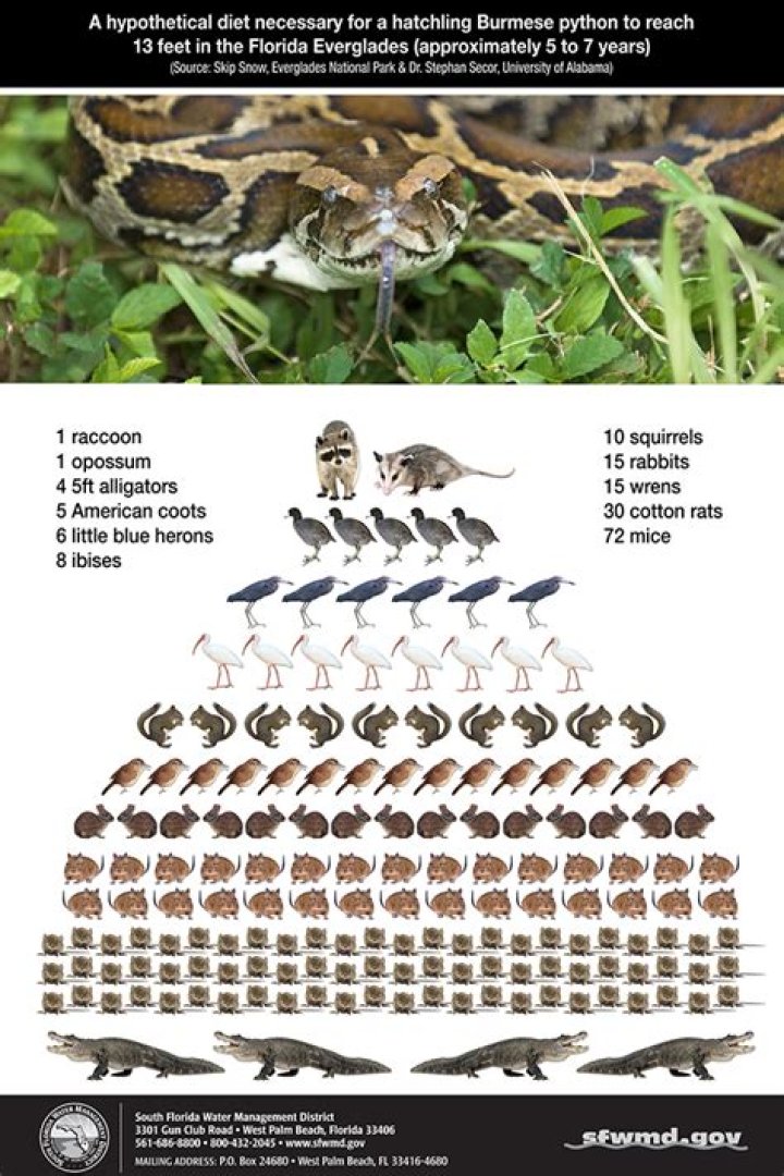 	Florida expands python fight; 1,000 apply to become hunters	