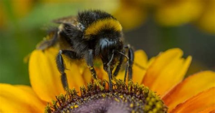 	Florida scientists find rare bee species in new locations	
