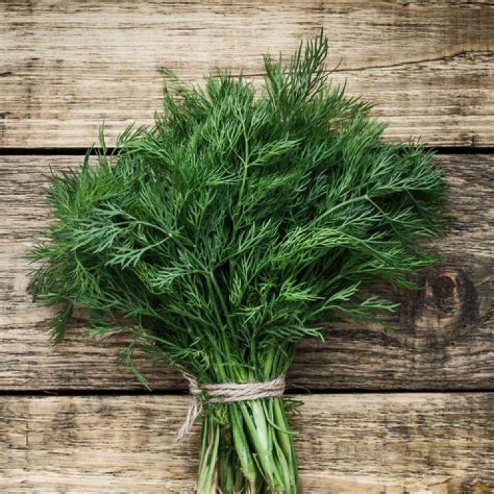	FRESH OR FROZEN, DILL AN HERB FOR ALL SEASONS	