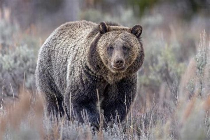 Grizzly Bane - Bio, Age, Height, Net Worth, Facts, Nationality