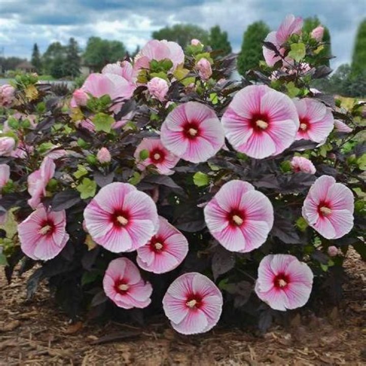 	HIBISCUS BECOME PREY TO PIGGING OUT	