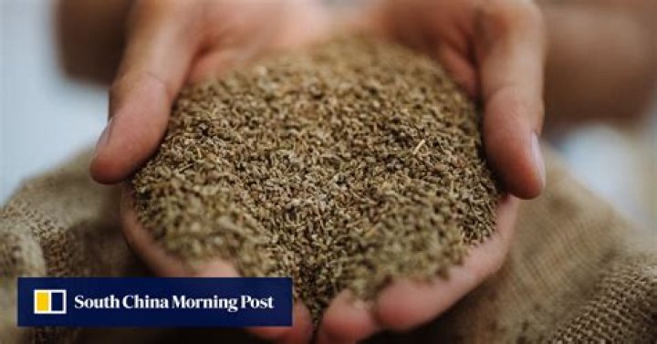 How anise went from medicinal plant to raki, sambuca, ouzo and pastis ingredient