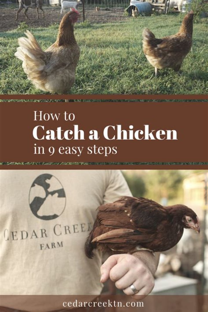 How to catch a chicken