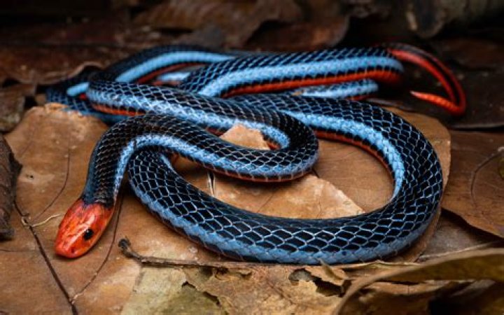 	How to spot a coral snake	