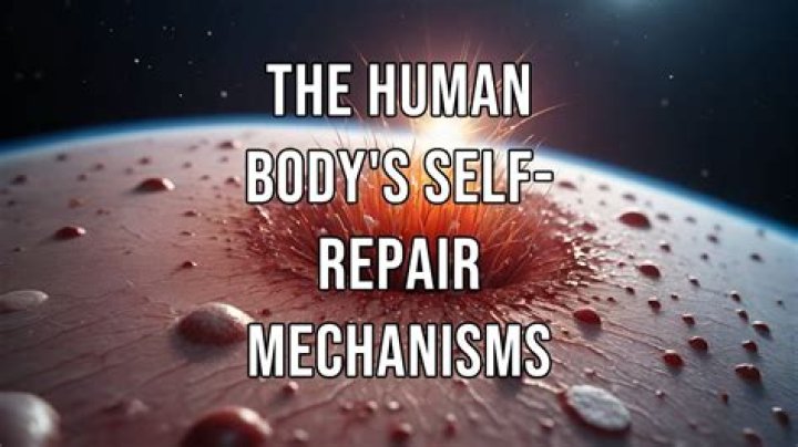 How your body can repair itself from the inside out, and the diet that can help fix your bones
