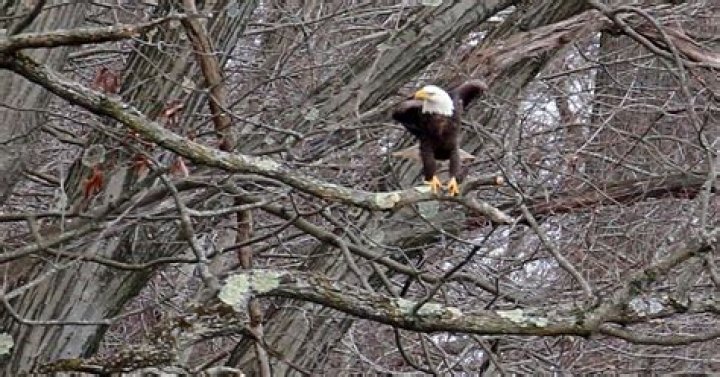 Johnstown Bald Eagle Bald Eagles