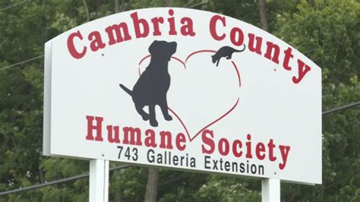 Johnstown man charged after 10 cats found dead at 'uninhabitable' West End home, authorities say