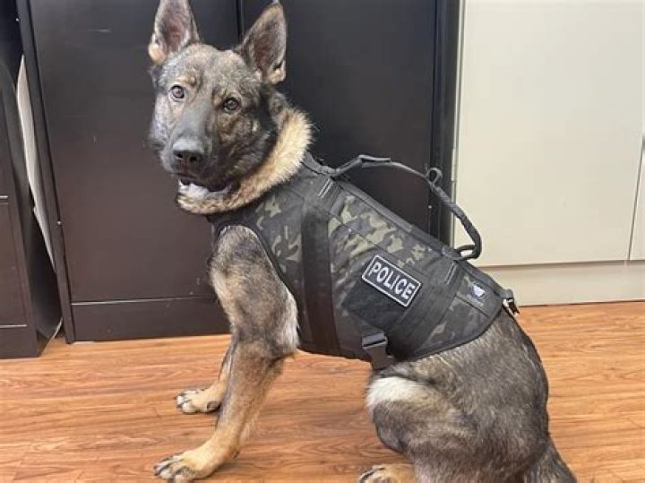 	K-9 DOG TRACKS 2 RAPE SUSPECTS	