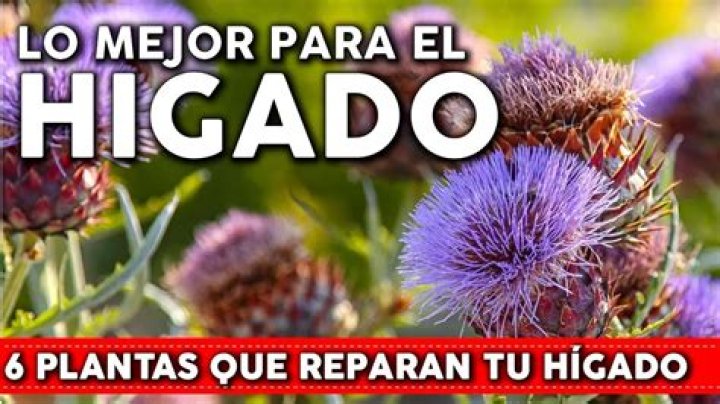 Las mejores plantas naturales para cuidar nuestro hígado